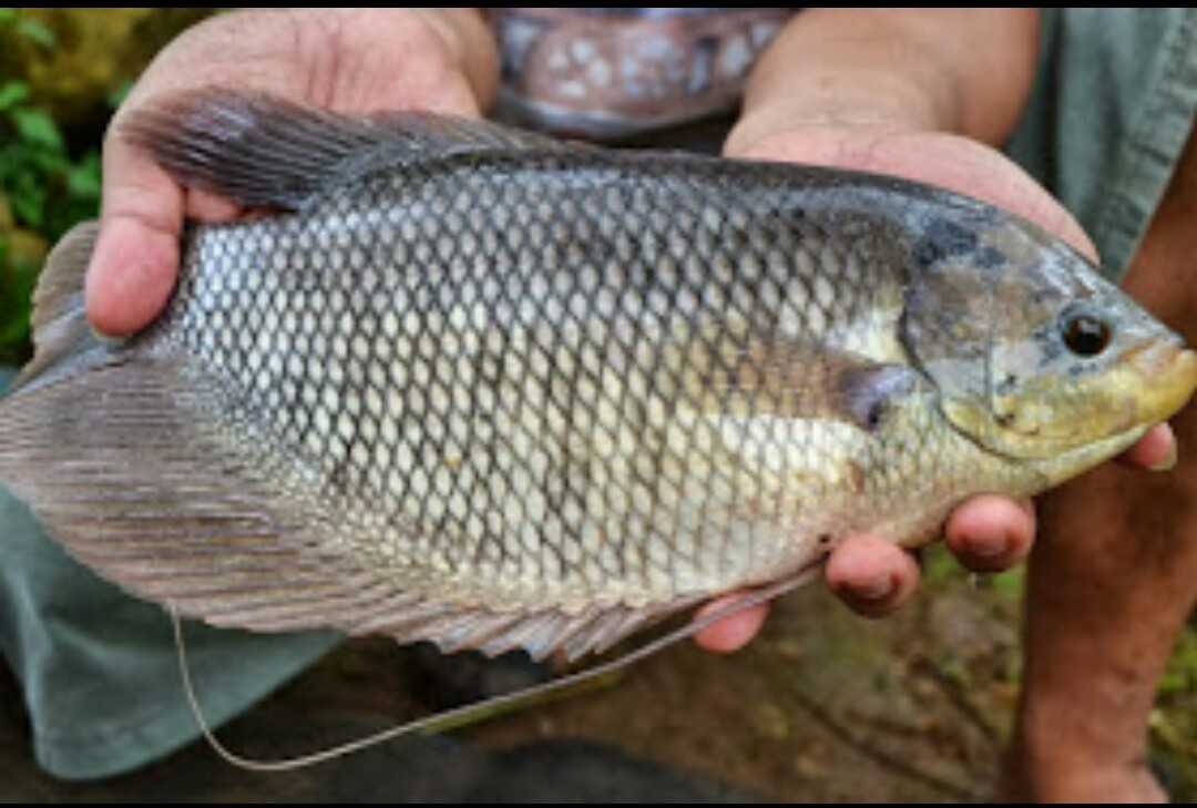 Jakarta Timur Heboh! 100 Warga Ikut Pelatihan Budidaya Ikan!
